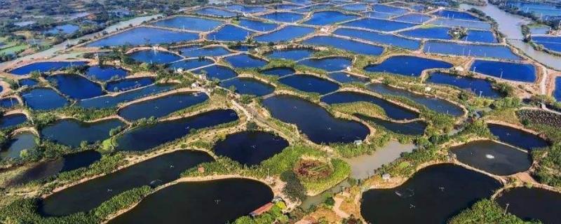 新鱼塘最土防漏水方法