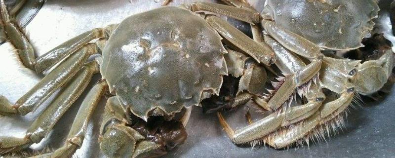 大闸蟹死了还能吃了吗