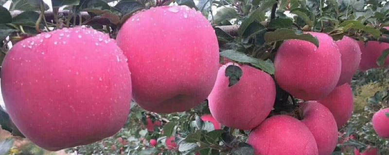苹果里面发霉了还能吃吗