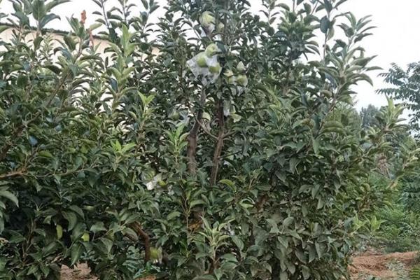 响富苹果苗多钱一棵？响富苹果品种介绍