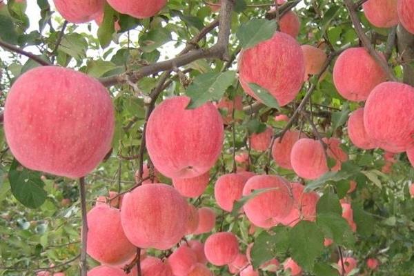 响富苹果苗多钱一棵？响富苹果品种介绍