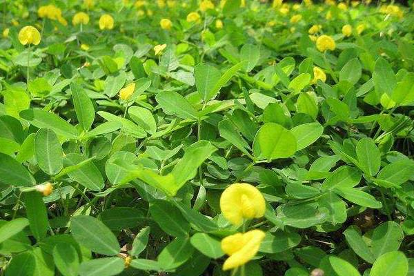 花生追肥时间，追什么肥好