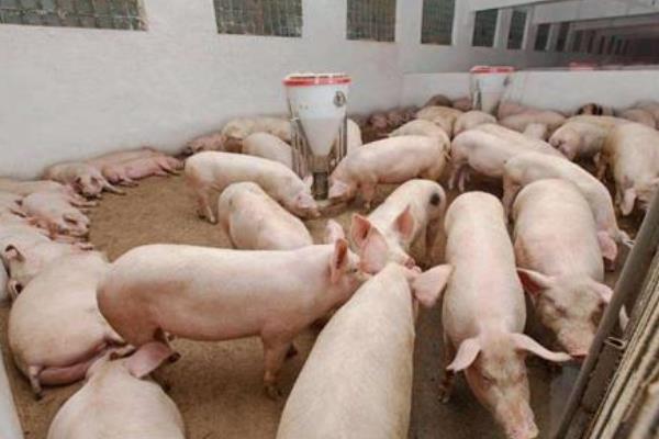 公猪料配方，后备公猪喂什么料