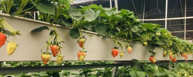 无土栽培草莓一亩投入多少