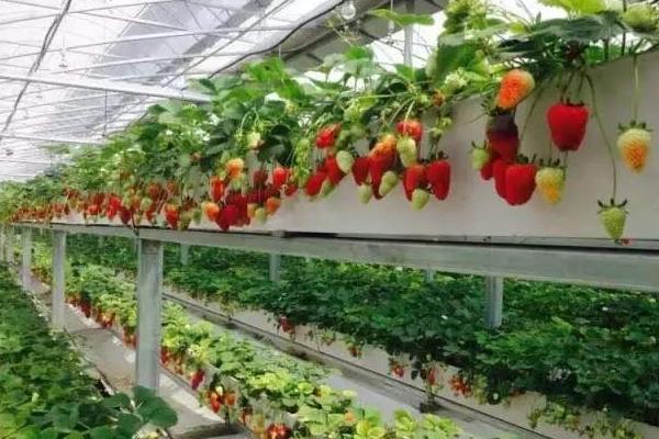 无土栽培草莓一亩投入多少，投资成本大不大？