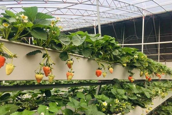 无土栽培草莓一亩投入多少，投资成本大不大？