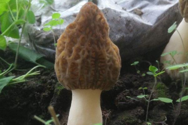 羊肚菌幼菇发黄死亡的原因是什么？羊肚菌幼菇能喷水吗？