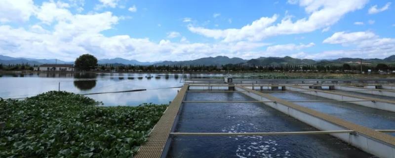 小型工厂化循环水养鱼成本