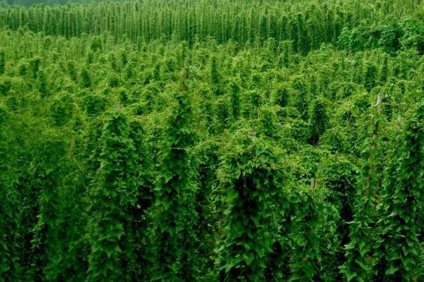 山药（种子）怎么种植，附详细种植技术