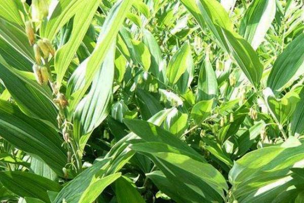 种植5亩黄精亩产成本，附黄精种植条件和方法