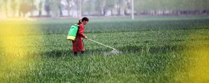 小麦除草剂什么时候打合适