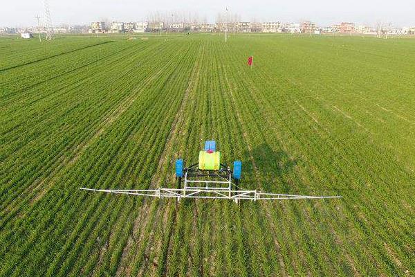小麦除草剂什么时候打合适，年前、冬季及苗后统统告诉你