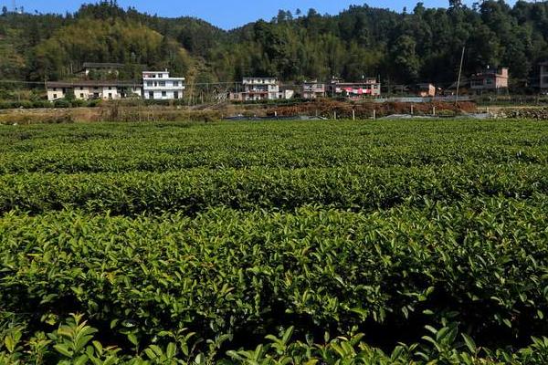10亩茶叶利润有多少，10亩茶园需要投资多少成本
