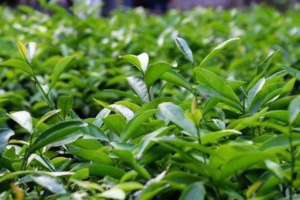10亩茶叶利润有多少，10亩茶园需要投资多少成本