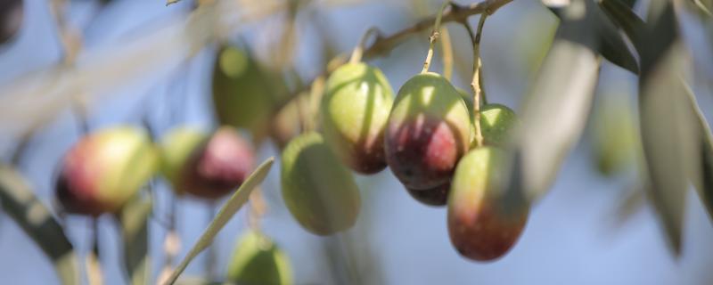 一亩油橄榄能收入多少钱（产量多少斤）