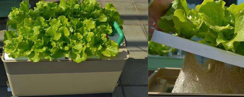 家庭室内无土种植蔬菜技术