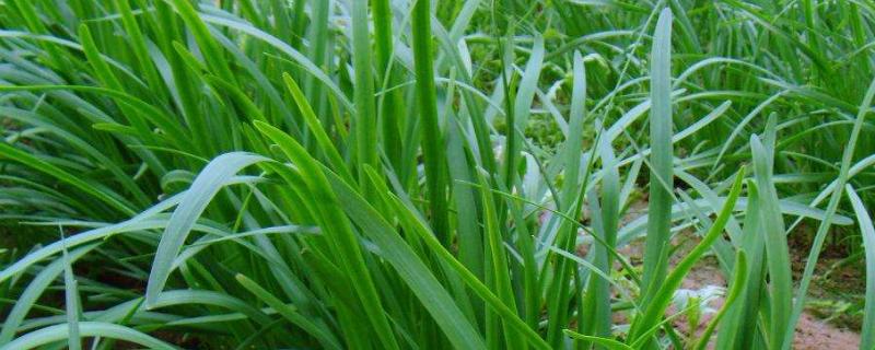 韭菜籽（种子）怎么种植方法