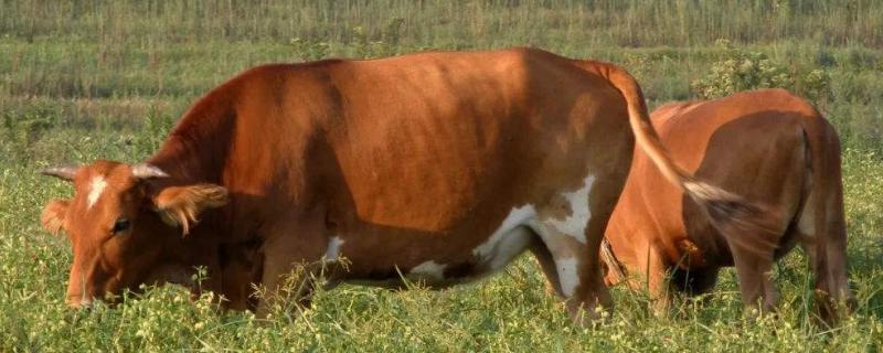 养殖黄牛三十头一年可以赚多少