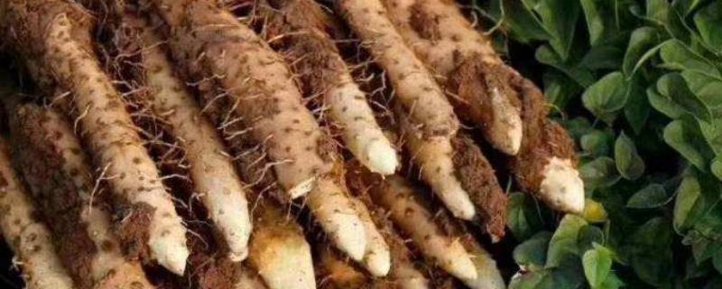 山药种子怎么种植