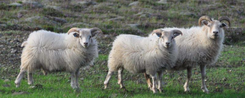 羊吃羊毛最快的治疗方法
