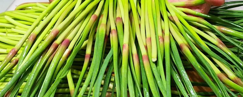 蒜苔苗能吃吗