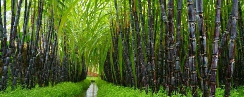 甘蔗种植技术和管理