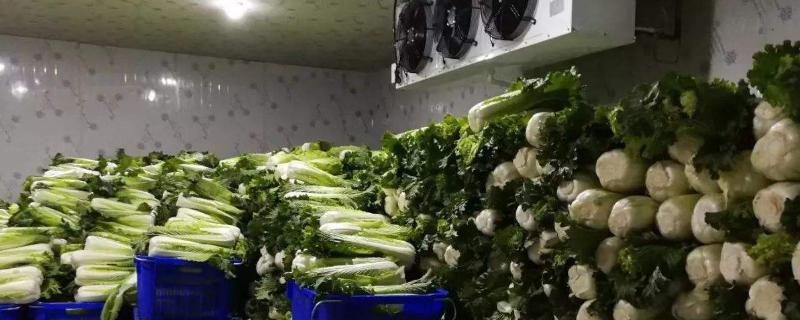 冷库储存蔬菜利润多大