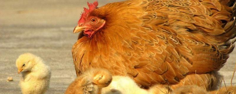 如何养鸡才能养好