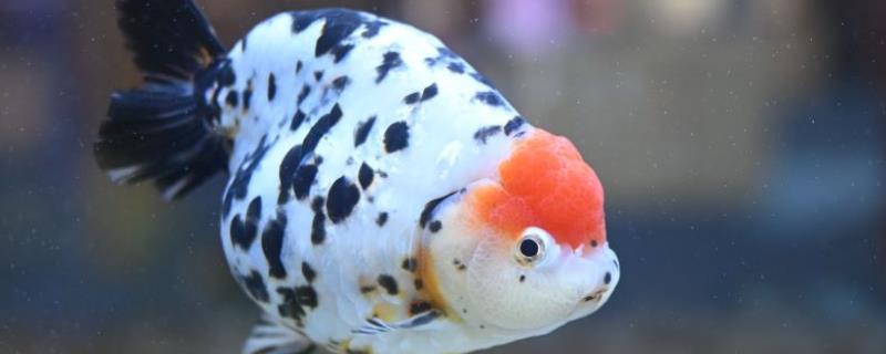 兰寿金鱼吃哪些蔬菜