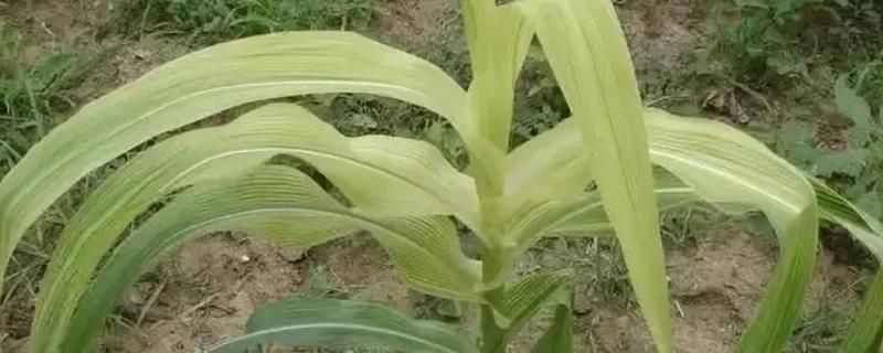 玉米缺镁的防治办法