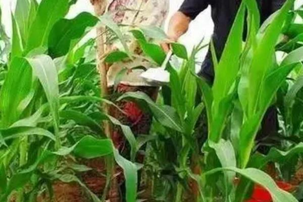 玉米缺镁的防治办法，镁对光合作用有重要作用