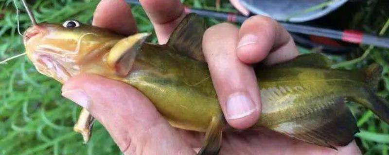 钓黄辣丁用几号白狐钩
