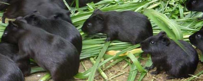 黑豚的养殖优势