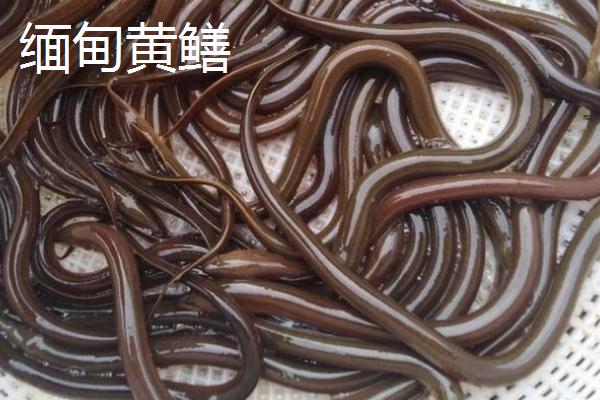 缅甸黄鳝的产地，现已被引进国内养殖