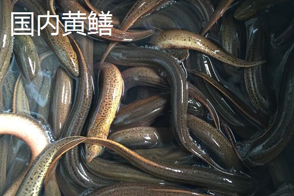 缅甸黄鳝的产地，现已被引进国内养殖