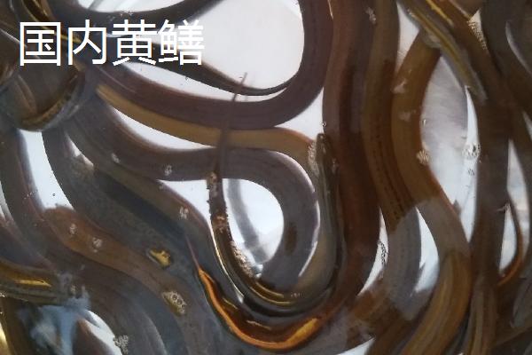 缅甸黄鳝的产地，现已被引进国内养殖