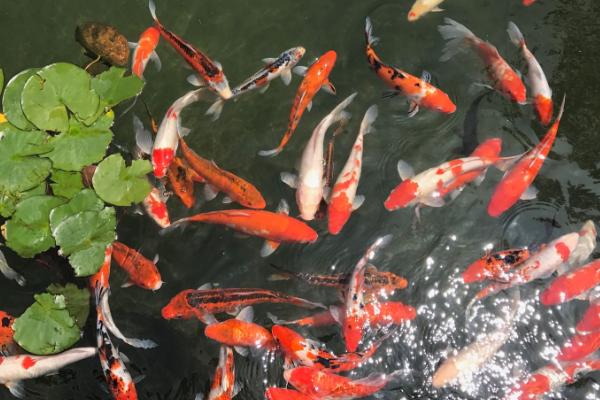 锦鲤身上的寄生虫如何处理，锚头鳋可用镊子拔出