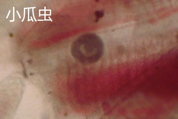 锦鲤身上的寄生虫如何处理，锚头鳋可用镊子拔出