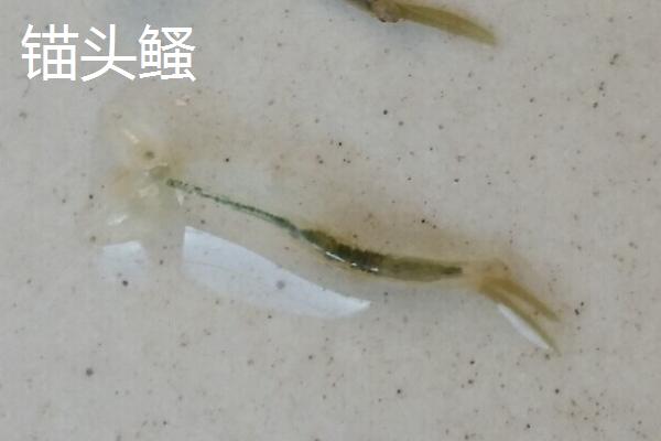 锦鲤身上的寄生虫如何处理，锚头鳋可用镊子拔出