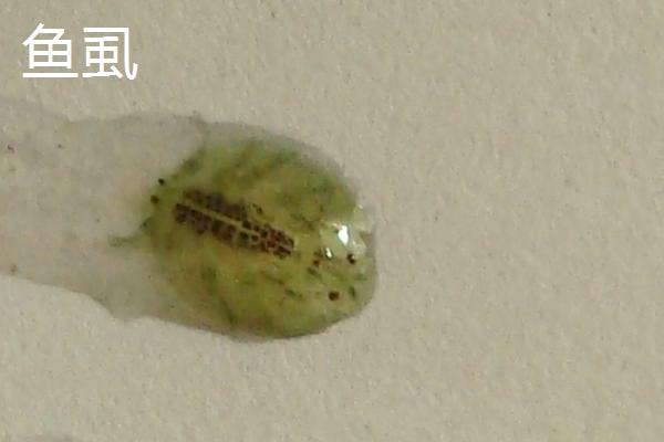 锦鲤身上的寄生虫如何处理，锚头鳋可用镊子拔出