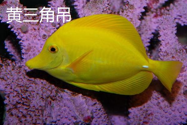 哪些吊类海水鱼比较好养，这6种均为适宜选择