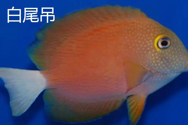 哪些吊类海水鱼比较好养，这6种均为适宜选择
