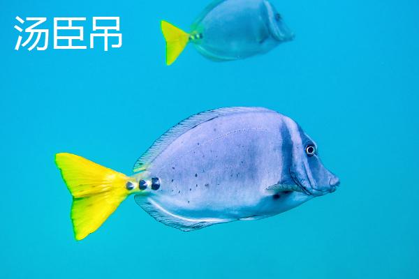 哪些吊类海水鱼比较好养，这6种均为适宜选择
