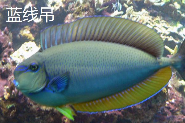 哪些吊类海水鱼比较好养，这6种均为适宜选择