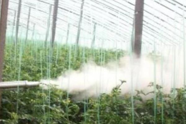 冬季大棚蔬菜喷药禁忌，喷药时应避开花期