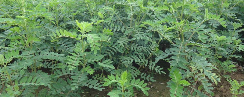 黄芪种植条件