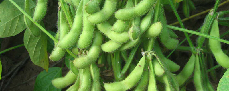 金源55大豆品种特征特性