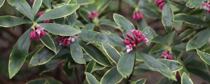 蕊香花怎么养殖方法