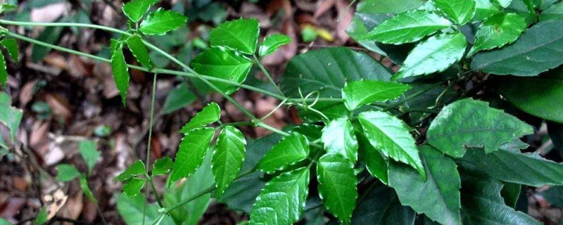 高利润药材种植