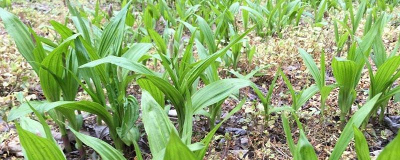 怎样种植白芨